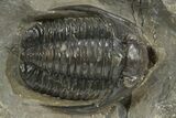 Diademaproetus Trilobite - Ofaten, Morocco #310519-1